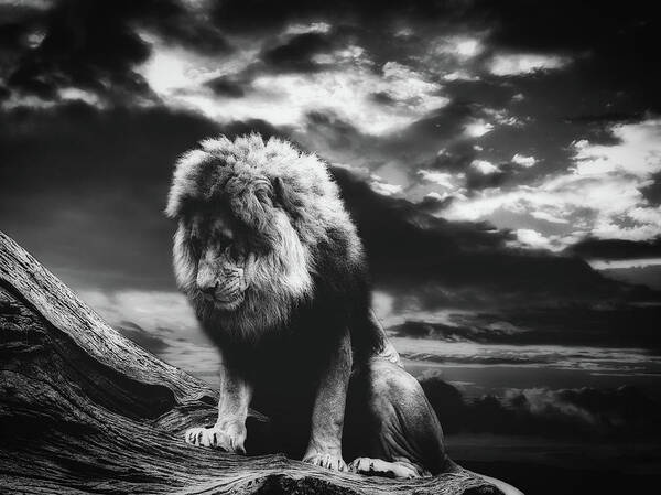 Lion Art Print featuring the photograph A Lion's Prayer #1 by Mountain Dreams