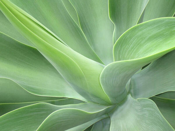 Agave Art Print featuring the photograph Agave Attenuata Abstract by Bel Menpes