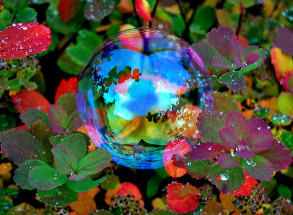 Bubble Art Print featuring the photograph Autumn Bubble #1 by Marilynne Bull