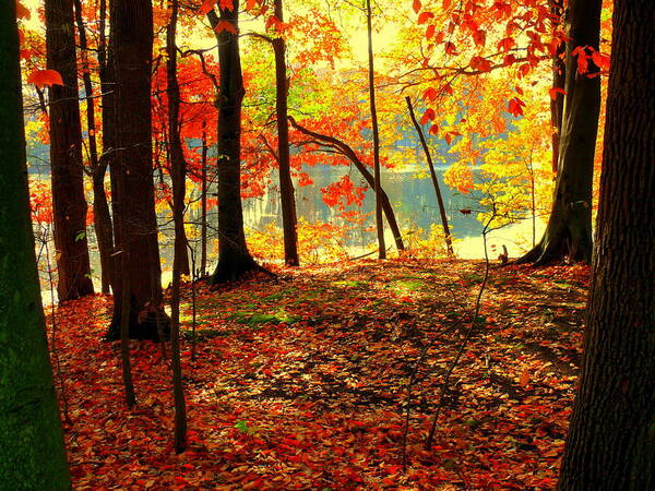 Akeview Art Print featuring the photograph Autumn lake #1 by Aron Chervin