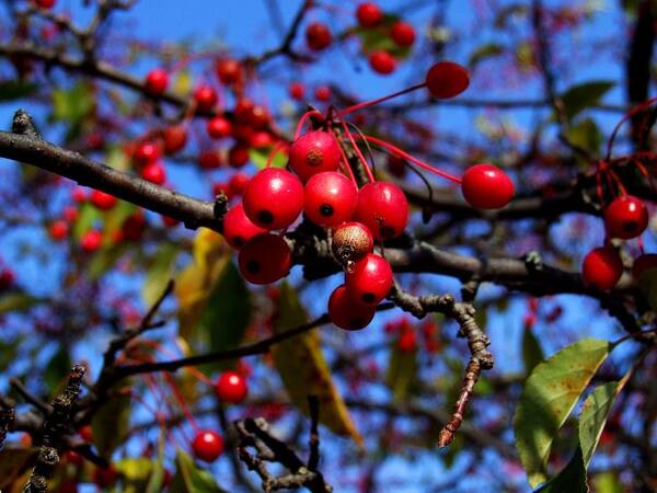 Red Art Print featuring the photograph Berries #1 by Michiale Schneider