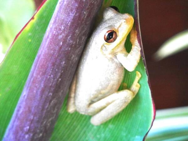 Lounging On A Green Leaf Resting Up For The Night Hunt To Come Art Print featuring the photograph Freddie the Frog #1 by Belinda Lee