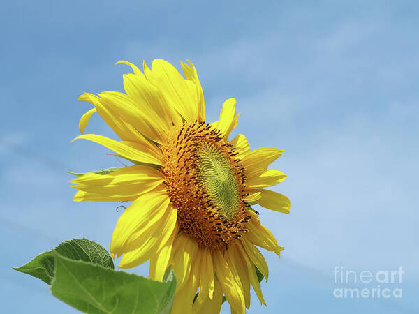 Sunflower Art Print featuring the photograph Higher and Higher by Ann Horn