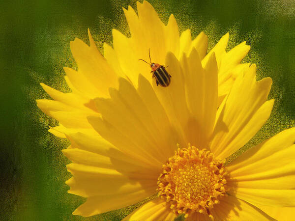 Floral Art Print featuring the photograph Lady Bug Lookout #1 by Paul Anderson