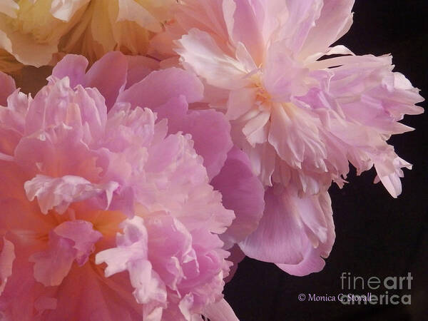 Flowers Art Print featuring the photograph M Shades of Pink Flowers Collection No. P66 #2 by Monica C Stovall