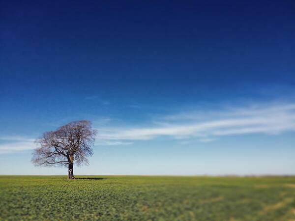 Britain Art Print featuring the photograph One tree on the horizon #1 by Seeables Visual Arts