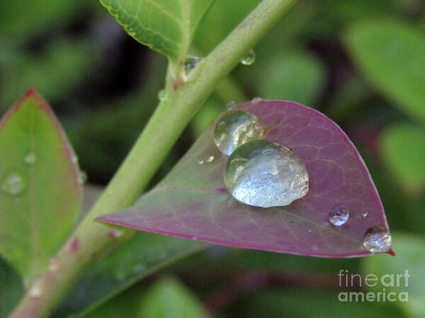 Raindrops Art Print featuring the photograph Pearls On Leaves 4 by Kim Tran