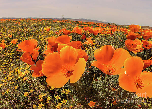 Wild Flowers Art Print featuring the photograph Poppies #1 by Mark Jackson