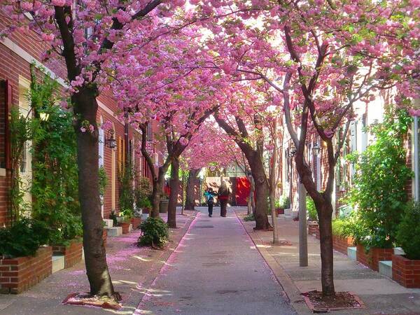 Cherry Blossom Art Print featuring the photograph Prettiest Street in Philadelphia #1 by Andrew Dinh