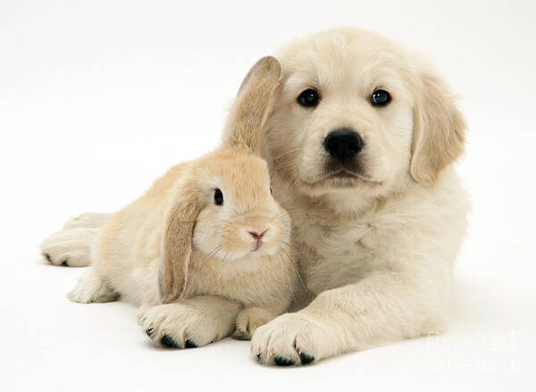 Sandy Lop Rabbit Art Print featuring the photograph Puppy And Bunny #1 by Jane Burton
