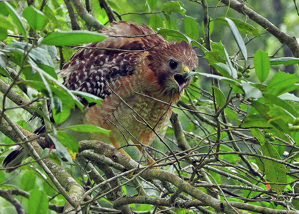 Raptor Art Print featuring the photograph Red-shouldered Hawk #1 by Farol Tomson