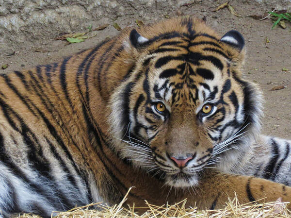 Tiger Art Print featuring the photograph Staring Tiger #2 by Helaine Cummins