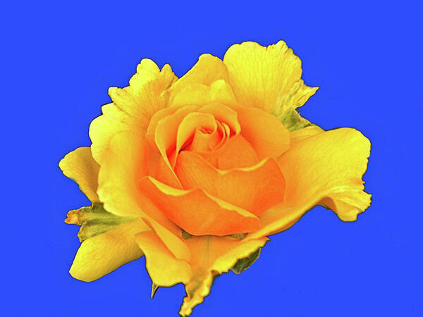 Roses Art Print featuring the photograph The Rose #1 by Richard Denyer