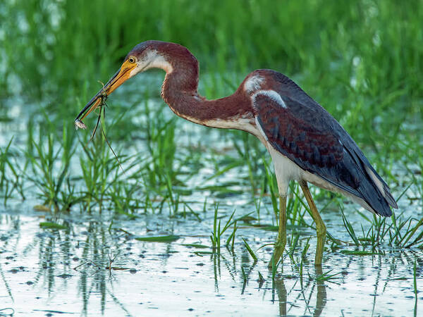 Tricolored Art Print featuring the photograph Tricolored Heron with Fish #1 by Tam Ryan