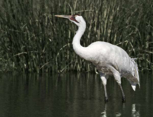 Whooping Art Print featuring the photograph Whooping Crane #2 by Al Mueller