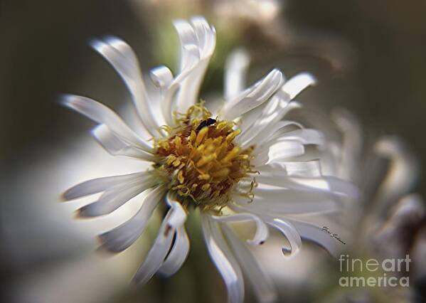 Flowers Art Print featuring the photograph Wild Aster #1 by Yumi Johnson