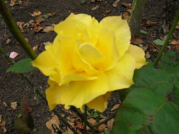 Yellow Rose Art Print featuring the photograph Yellow Rose #1 by Carolyn Donnell