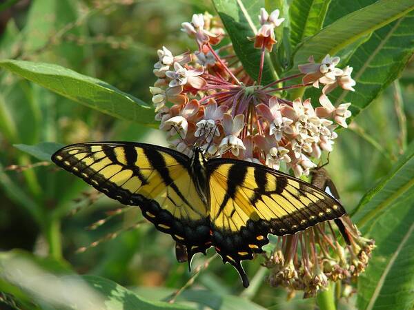 Butterfly Art Print featuring the photograph Eastern Swallowtail by Carl Moore