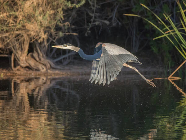 Great Art Print featuring the photograph Great Blue Heron #19 by Tam Ryan