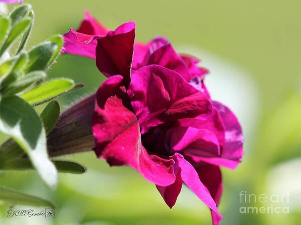 Mccombie Art Print featuring the photograph Burgundy Double Cascade Petunia #1 by J McCombie