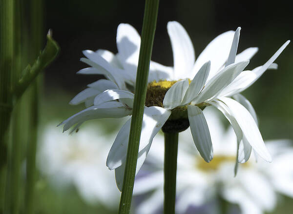 Botanic Art Print featuring the photograph Daisy #2 by Svetlana Sewell