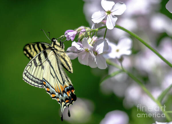 Cheryl Baxter Photography Art Print featuring the photograph Swallowtail Butterfly #2 by Cheryl Baxter