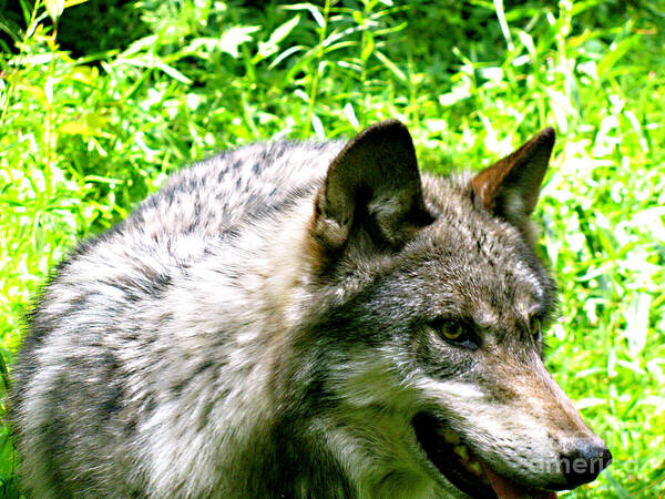 Wild Wolves Group A Art Print featuring the photograph The Wild Wolve Group A #2 by Debra   Vatalaro