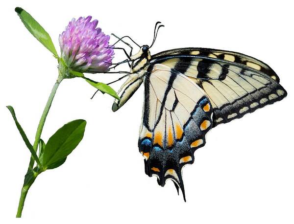 Tiger Swallowtail Butterfly Art Print featuring the photograph Tiger Swallowtail Butterfly #2 by Holden The Moment