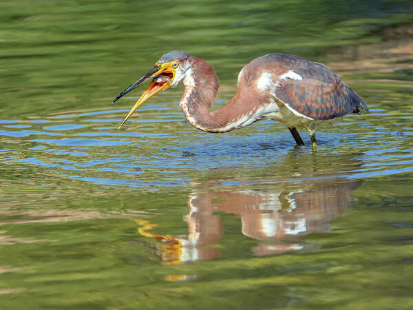 Tricolored Art Print featuring the photograph Tricolored Heron with Fish #2 by Tam Ryan