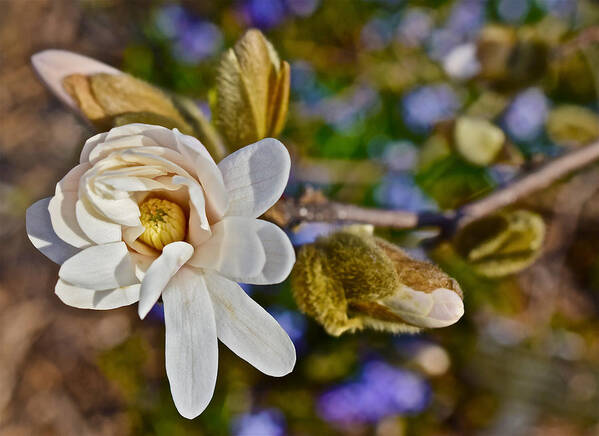 Magnolia Art Print featuring the photograph 2016 Early Spring Powder Puff Lebner Magnolia 1 by Janis Senungetuk