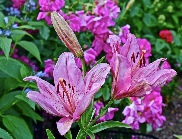 Lilies Art Print featuring the photograph 2016 Mid June Lilies in the Rose Garden 1 by Janis Senungetuk