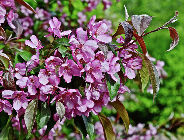 Crabapple Art Print featuring the photograph 2016 Mid May Oramental Crabapple by Janis Senungetuk