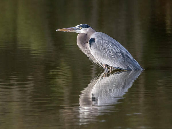 Great Art Print featuring the photograph Great Blue Heron 0948-010317-1cr by Tam Ryan