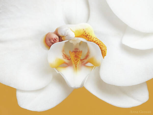 Orchid Art Print featuring the photograph Mia in a Moth Orchid by Anne Geddes