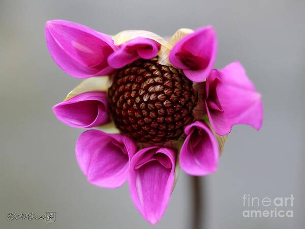 Mccombie Art Print featuring the photograph Dahlia named Teesbrooke Redeye #5 by J McCombie