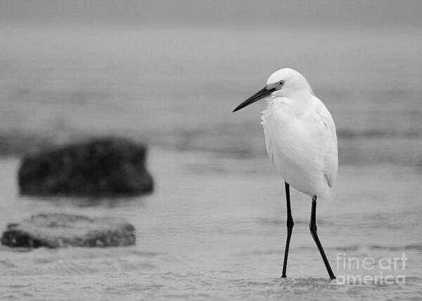  Art Print featuring the photograph Egret in Black and White #3 by Angela Rath