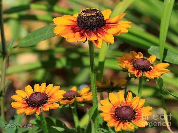 Mccombie Art Print featuring the photograph Rudbeckia named Toto Rustic #2 by J McCombie
