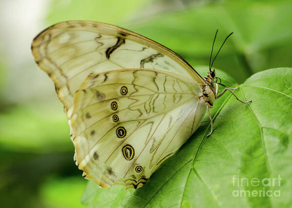 Nature Art Print featuring the photograph Butterfly Macro by Nick Boren