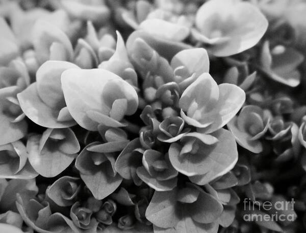 Black And White Flowers Art Print featuring the photograph Flowers by Deena Withycombe