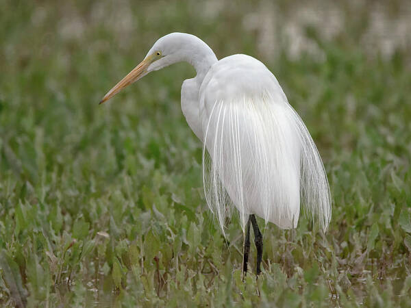 Great Art Print featuring the photograph Great Egret #36 by Tam Ryan
