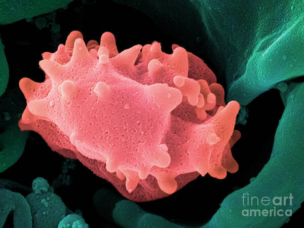 Lymphocyte Art Print featuring the photograph Human Lymphocyte Cell, Sem #4 by Ted Kinsman