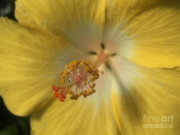 Hibiscus Art Print featuring the photograph Shadows #4 by Nona Kumah