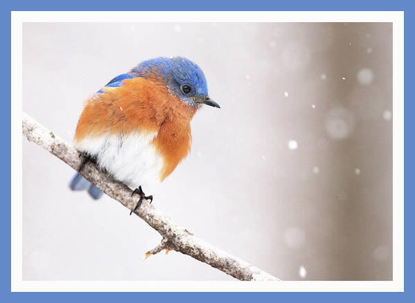 Bluebird Art Print featuring the photograph Snowy Bluebird #4 by Jack Nevitt