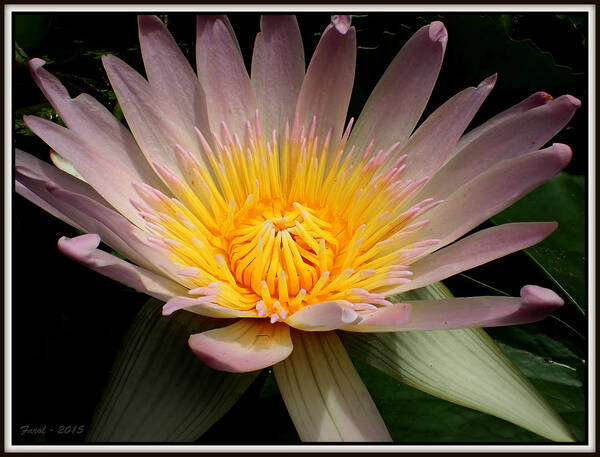 Nymphaeaceae Art Print featuring the photograph Water Lily #4 by Farol Tomson