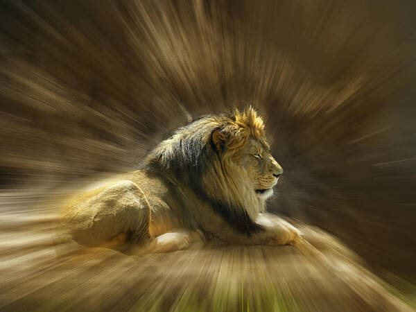 Lion Art Print featuring the photograph 4039 by Peter Holme III