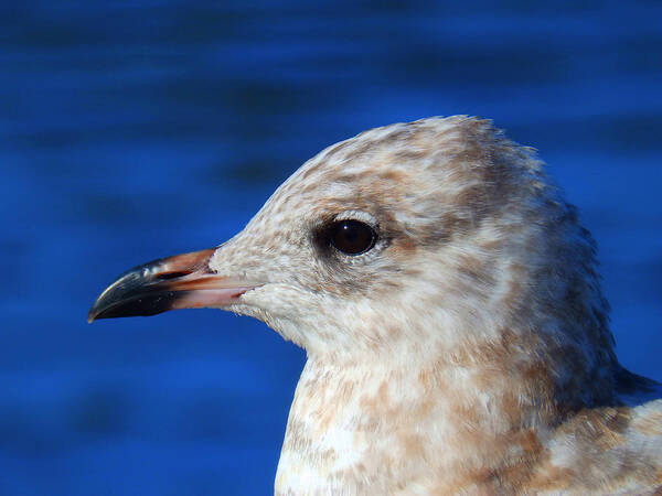 Seagull Art Print featuring the photograph Gaze #7 by Zinvolle Art