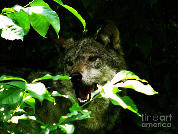 Alot Of Use Wolves Art Print featuring the photograph The Wild Wolve Group B #6 by Debra   Vatalaro