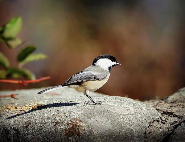 Bird Art Print featuring the photograph Little bird #7 by Lilia S