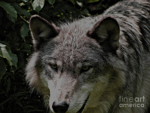 Wild Wolves Group B Art Print featuring the photograph The Wild Wolve Group B #9 by Debra   Vatalaro