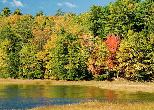 Pond Scene Art Print featuring the photograph A Fall Pond  by Robert Suggs